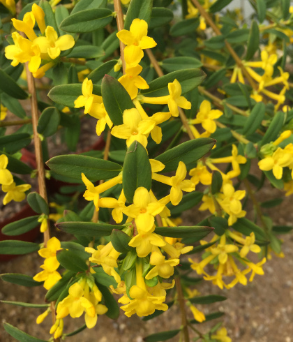 Daphne calcicola